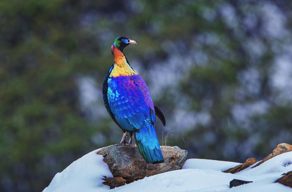 雅安绿尾虹雉摄影张华